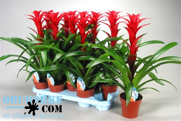 Гузмания в доме