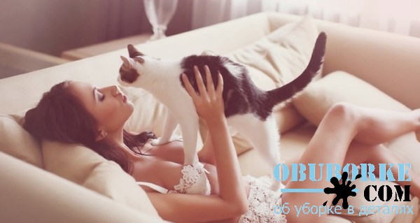 Как удалить запах кошачьей мочи