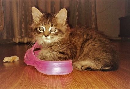 Кошка играется с обувью