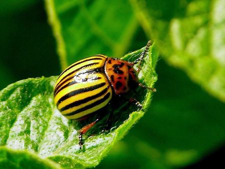 Колорадский жук