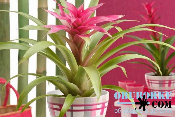 Гузмания цветок