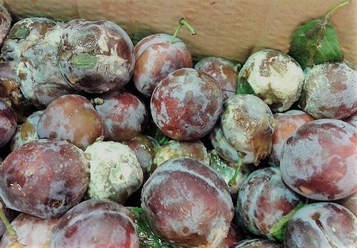 Подгнившие фрукты