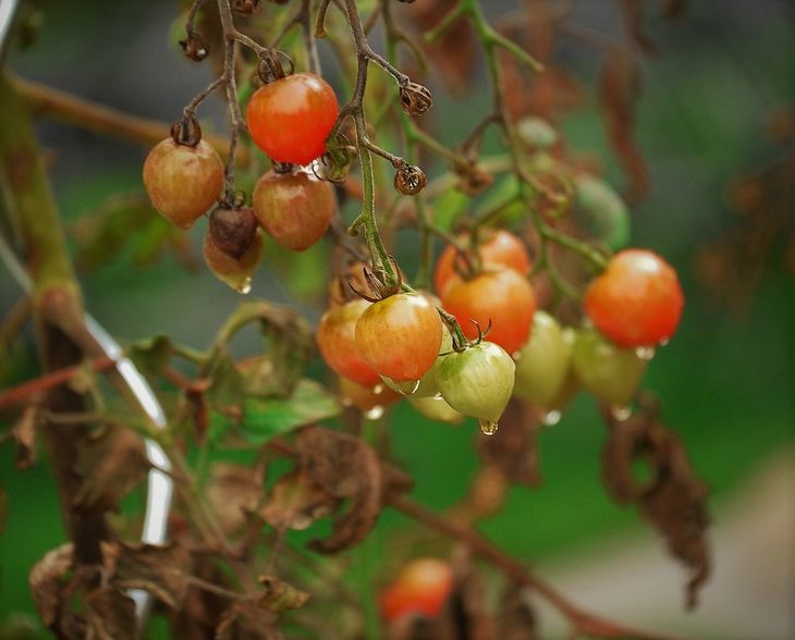 Помидоры заболевшие
