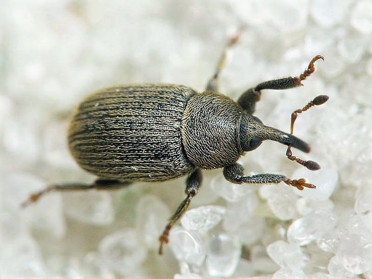 Долгоносик амбарный