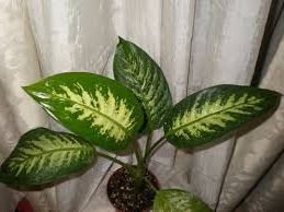 Диффенбахия пятнистая