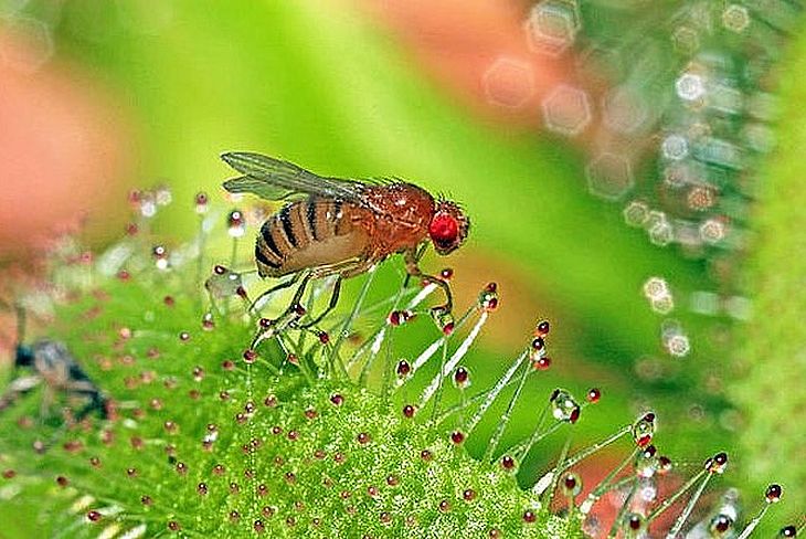 Дрозофила питаются подгнившими овощами