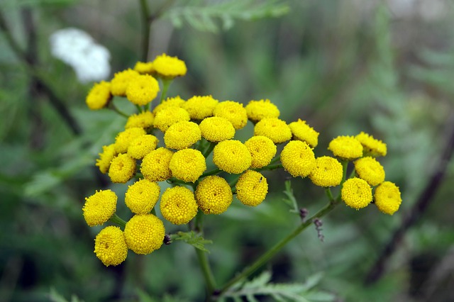 Цветущие цветы