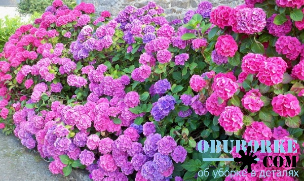 Гортензия в саду