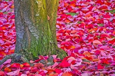 Осень - листья на земле