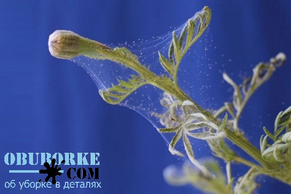 Паутинный клещ