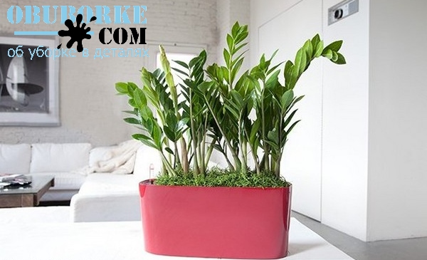 Замиокулькас