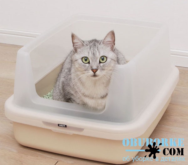 Как приучить кота к лотку