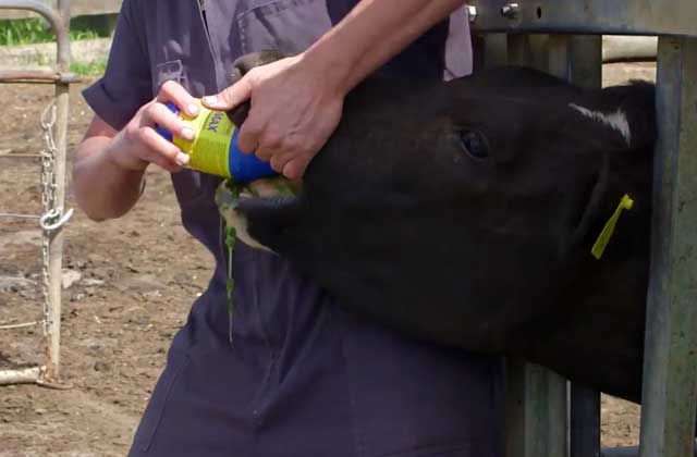 Анализы мочи свиней в норме. Моча крс. Забор мочи для исследования. Моча крс. Исследование мочи у животных.