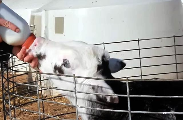 Автопоилки на ферме крс. Поение больных животных. Корова пьет воду. Выпойка телят молоком из ведра. Чашечная поилка для крс нп39.