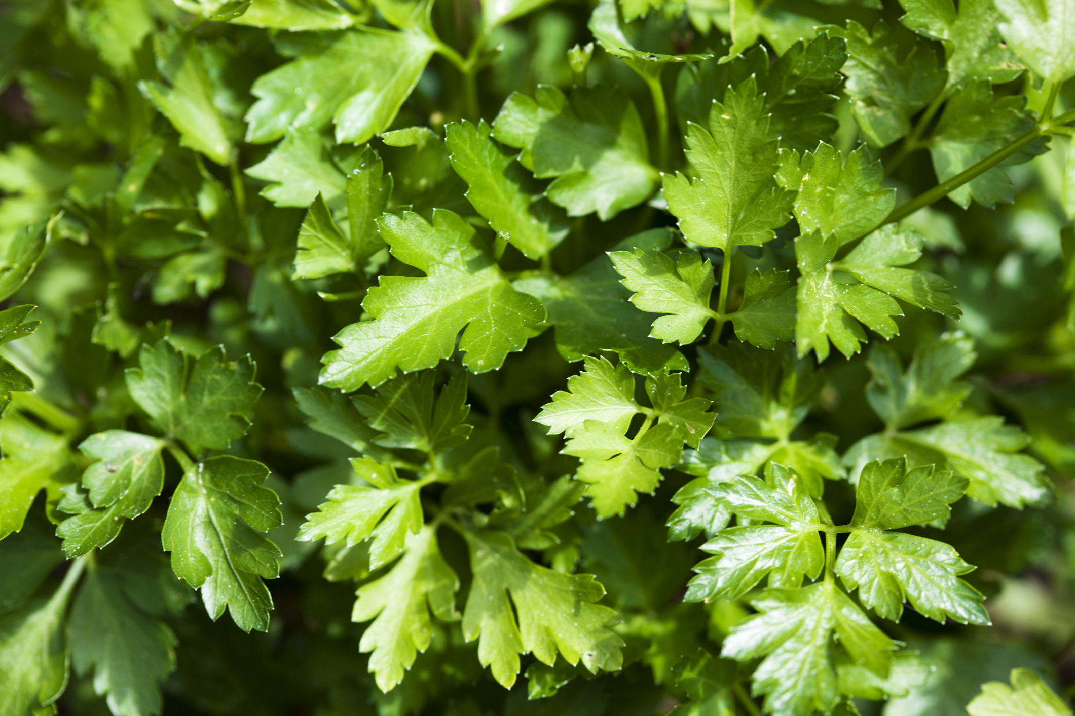 Петрушка лечебное растение. Петрушка. Какие петрушки какой. Какие петрушки какой. Для чего полезна петрушка.