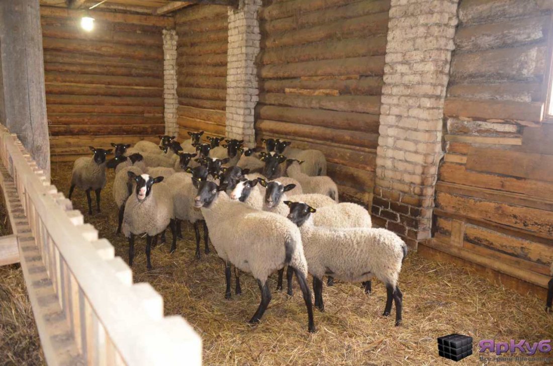Утримання овець у зимовий період: правила догляду та підготовка приміщення | Господарство
