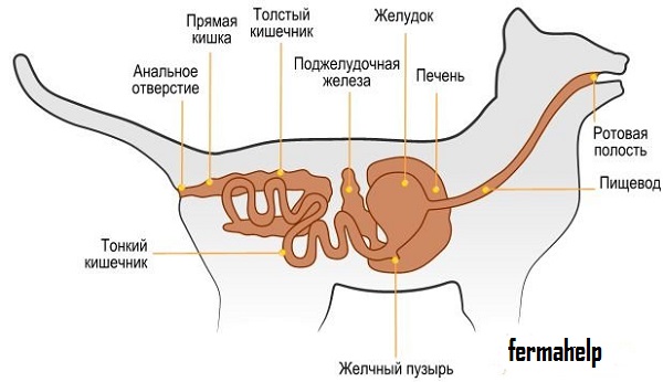 Сухі корми для кішок, котів і кошенят - Корисні поради - Вказівка