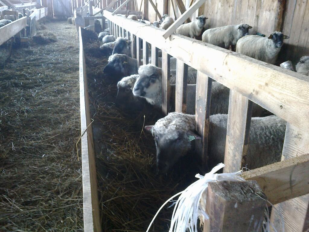Утримання овець у зимовий період: правила догляду та підготовка приміщення | Господарство