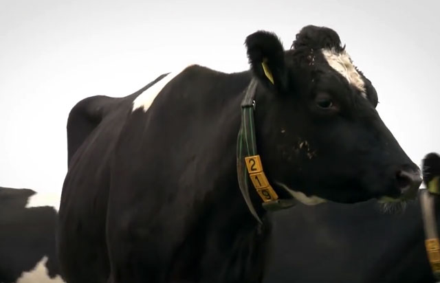 почему у коровы молоко соленое