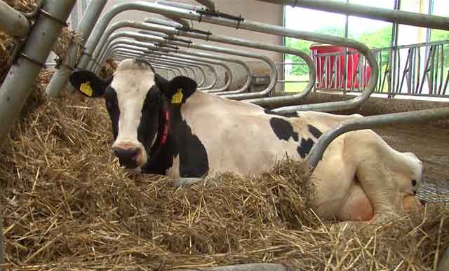 Стійлове утримання корів, ВРХ стійлове утримання (фото) | Господарство