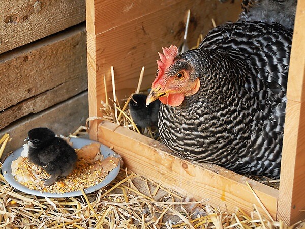Скільки днів курка висиджує яйця | Господарство