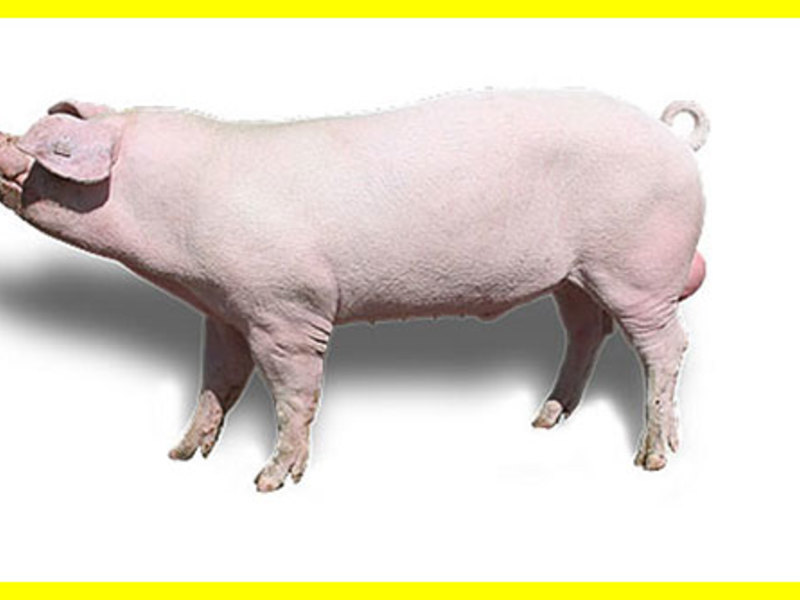 поросенок 50 кг