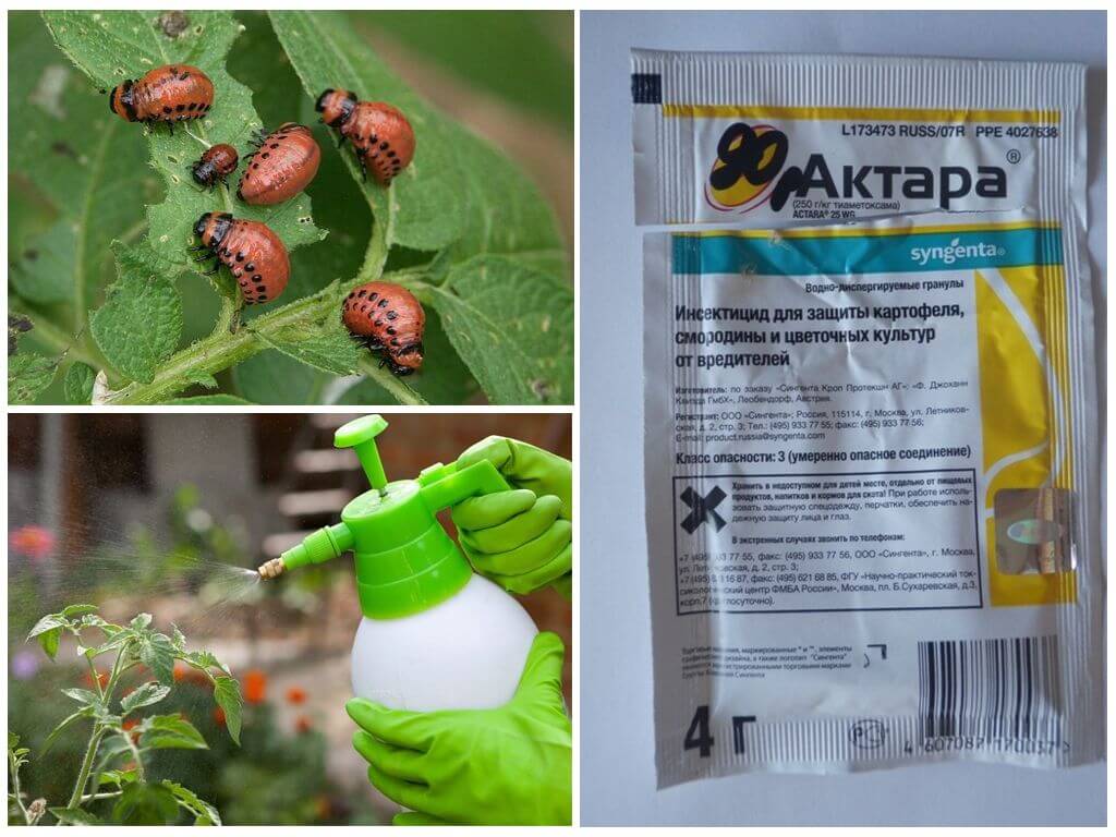 Актара від колорадського жука – інструкція із застосування, відгуки ...