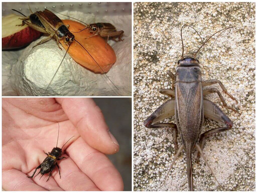 Кузнечик насекомое. Зеленая кобылка кузнечик. Кузнечиковые прямокрылые. Жук цикада. Издает стрекот.