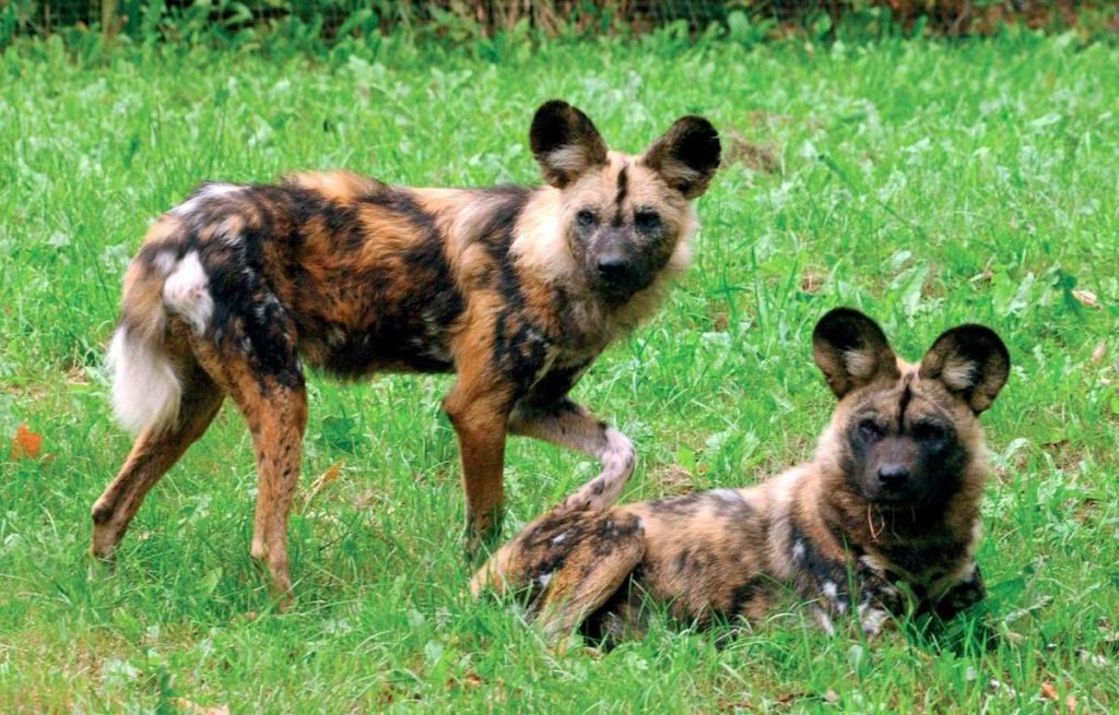 Псовые представители. Семья с собакой. Собака какое семейство. Семейство псовые представители. Самые красивые дикие собаки.