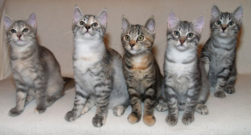 Кельтская Кошка Фото