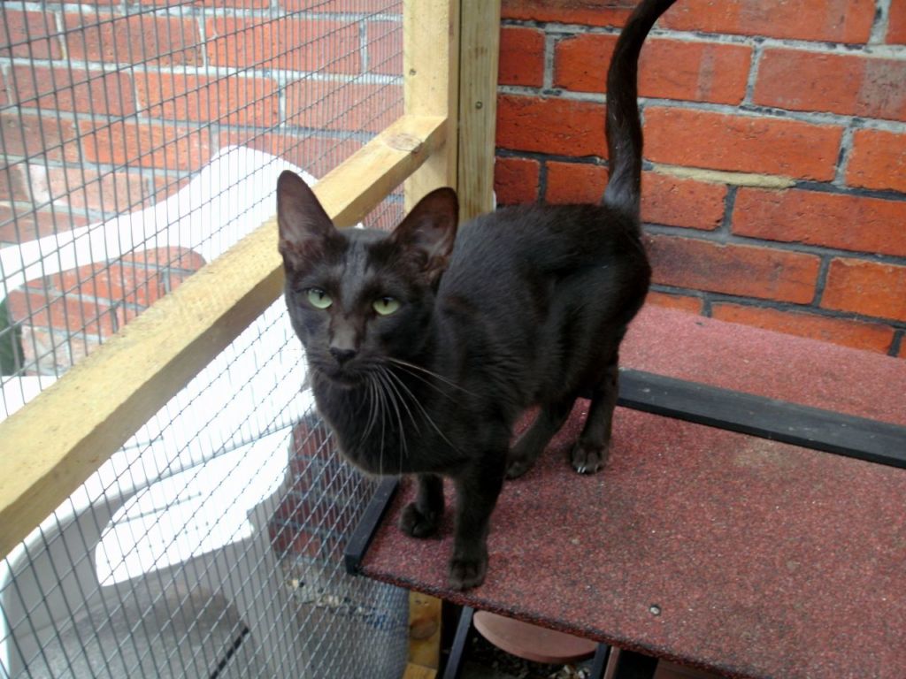 Гавана Кошка Фото