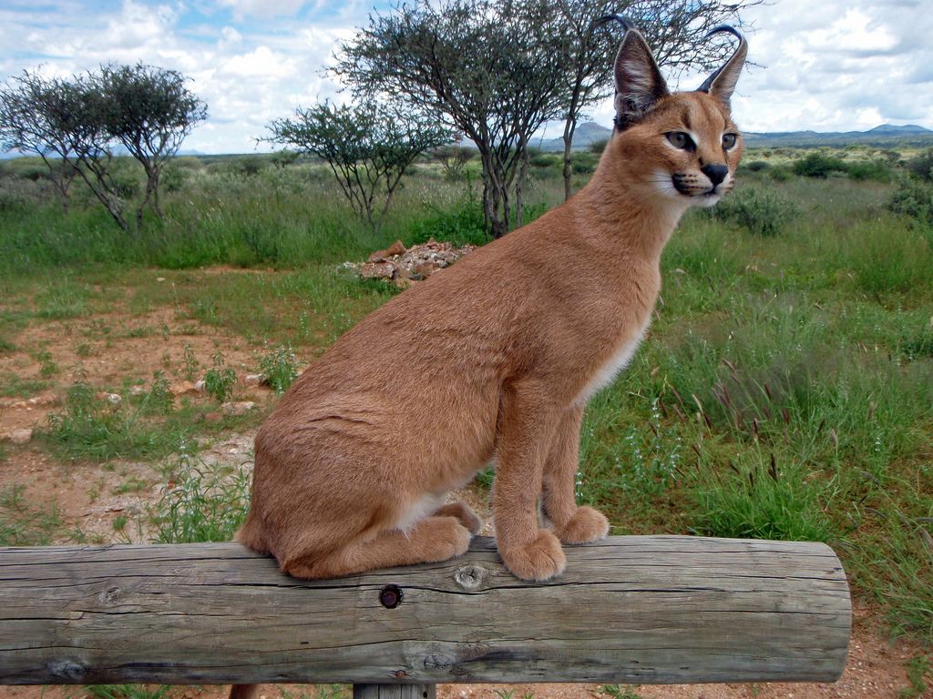 Каракал Кошка Фото