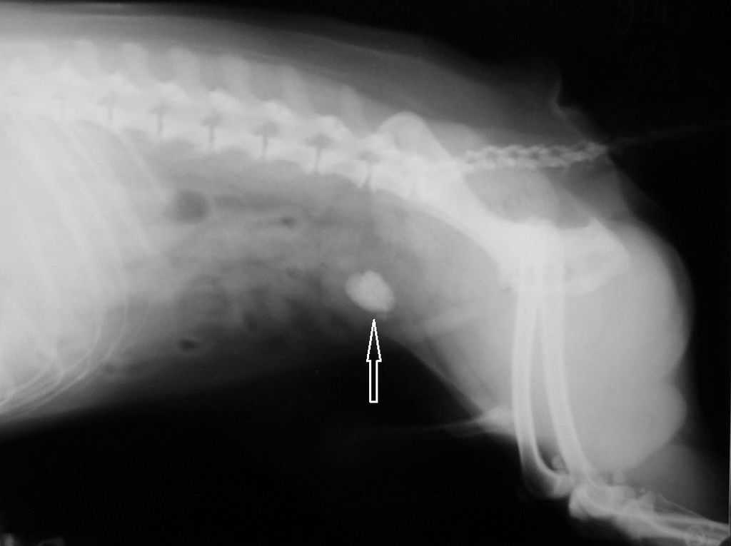 рентгенограмма конкременты. конкременты в мочевом пузыре у кота. камни из мочевого пузыря. камни в мочевом у собаки рентген. мочевые камни струвиты.